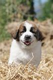 SAINT BERNARD 064